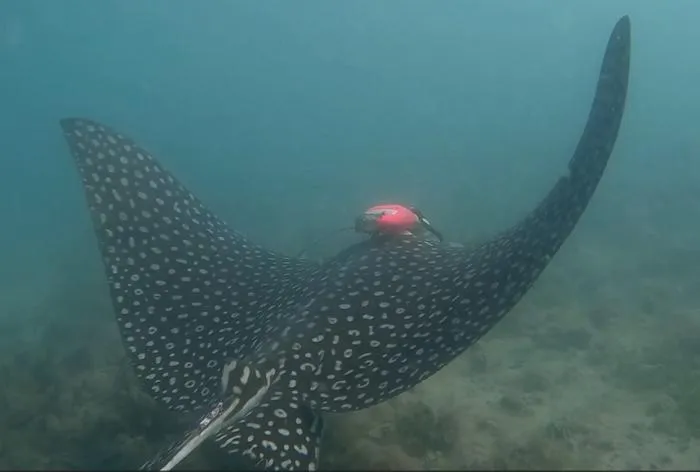 Whitespotted Eagle Ray Swims