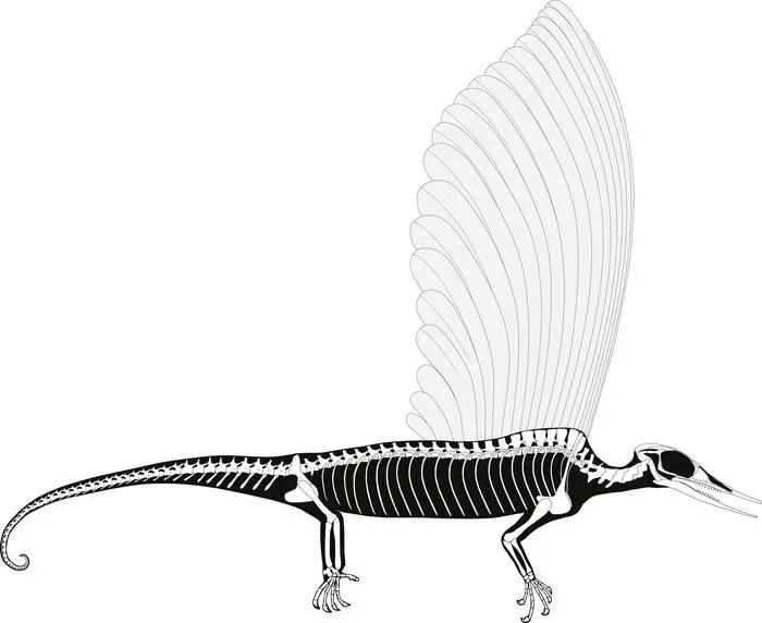 The skeleton of Mirasaura