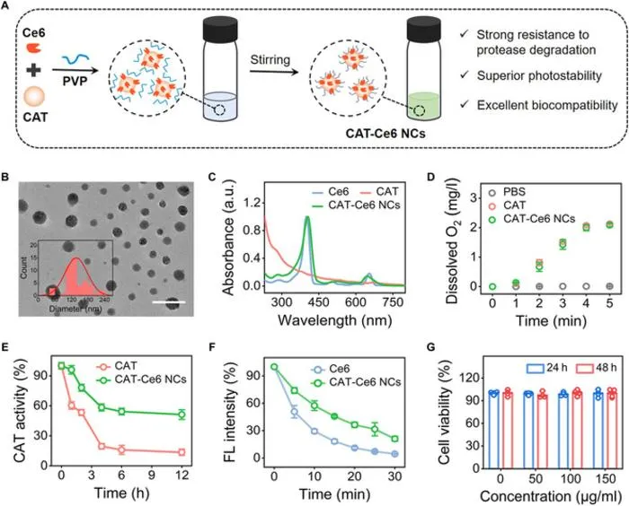 Figure 5. Preparation and characterization of CAT-Ce6 NCs