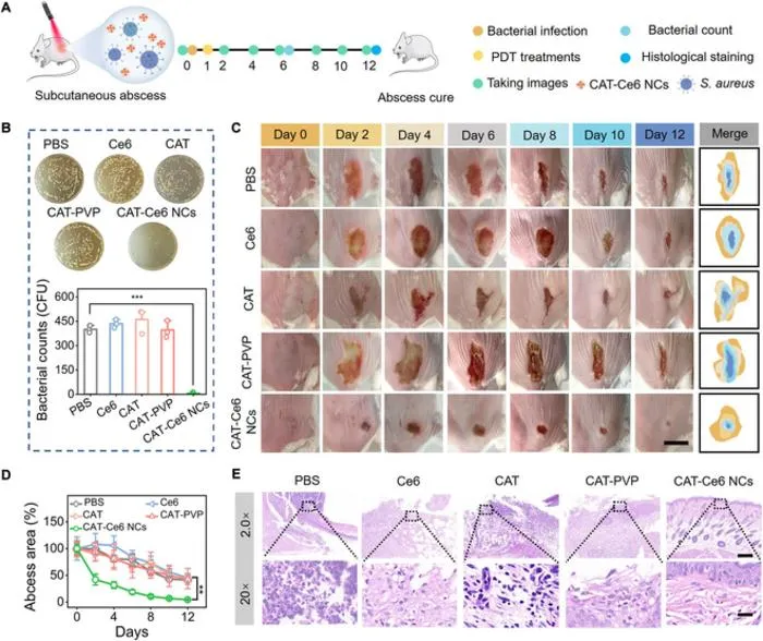 Figure 7. In vivo catalysis-augmented PDT of MRSA-infected subcutaneous abscess
