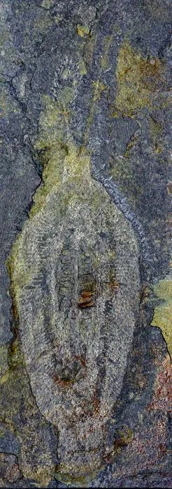 Nektognathus holotype normal photo