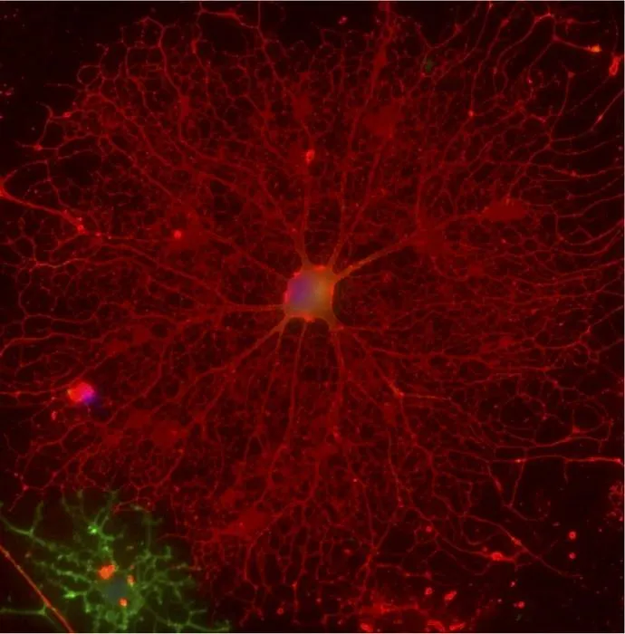 Oligodendrocytes cultured on laminin-411