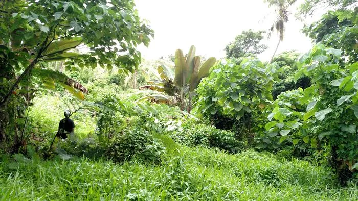 Fiji agroforest