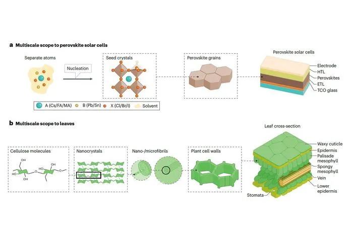 Comparison of conventional perovskite solar cells and leaves from a multiscale perspective