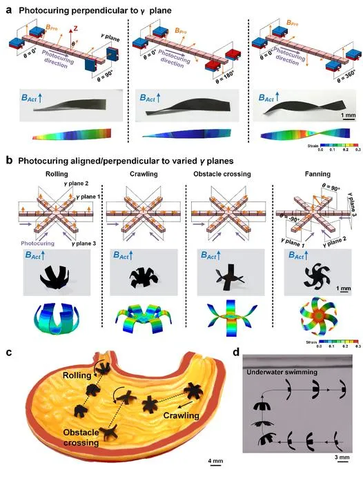 Figure 3. Design and functions of 2D membrane magnetic robots