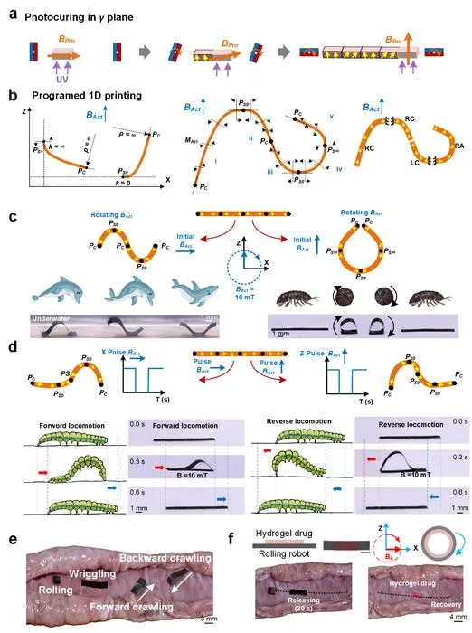 Figure 2. Design and functions of 1D strip magnetic robots