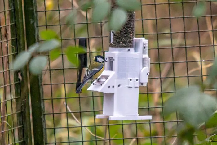 RFID tagged great tit using RFID feeder.