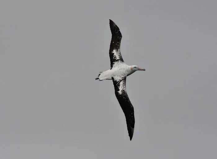 Albatross