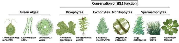 Photosynthetic species conserving SKL1 function