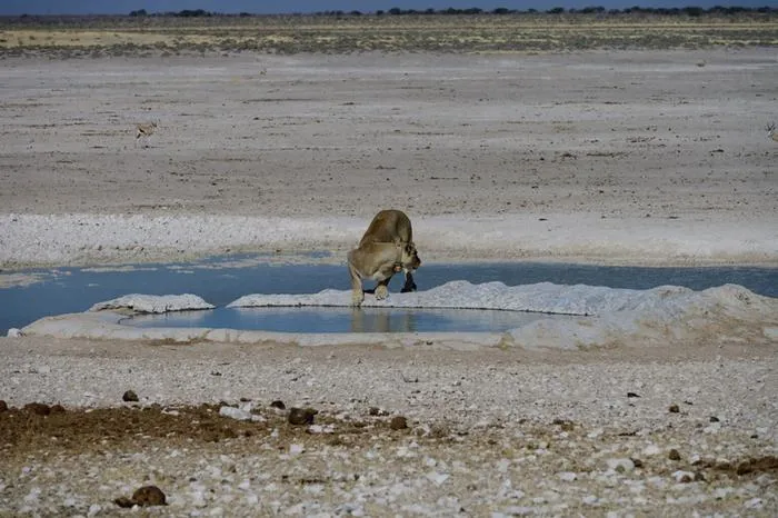 Lions in the wild