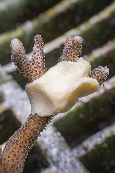 A natural healing patch