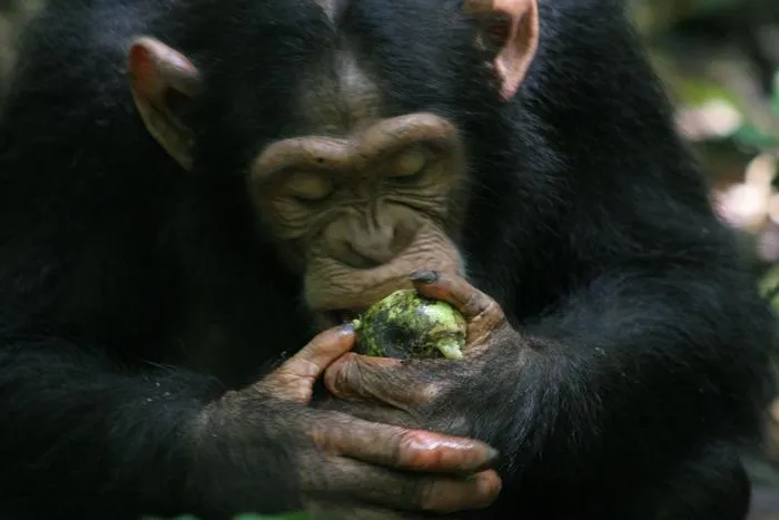 Scrumping chimp