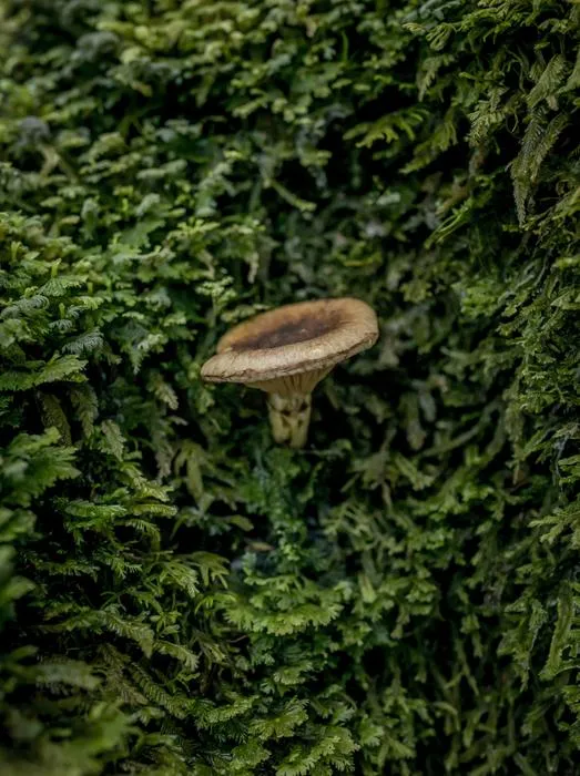 The mycorrhizal mushroom Austropaxillus betuloides.