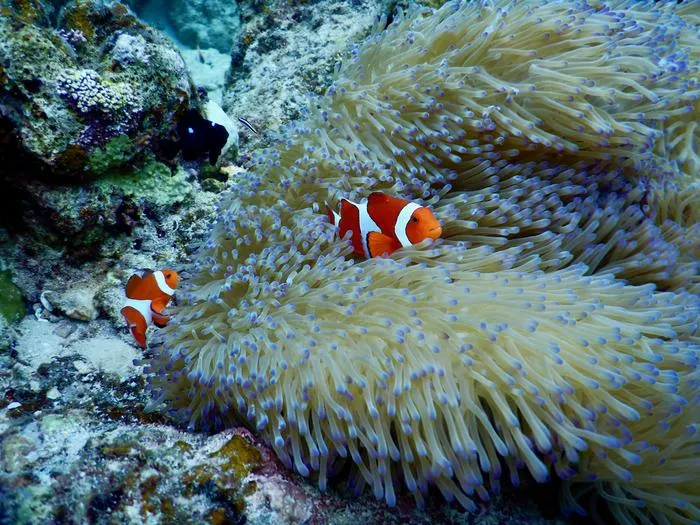 A pair of A. frenatus nesting in their anemone (Entacmea quadricolor).
