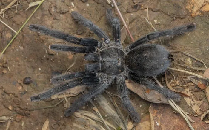 Satyrex ferox, female