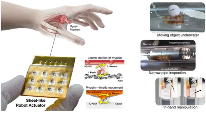 A robotic actuator inspired by myosin, a motor protein found in the human body