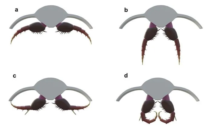 3D model of Olenoides serratus