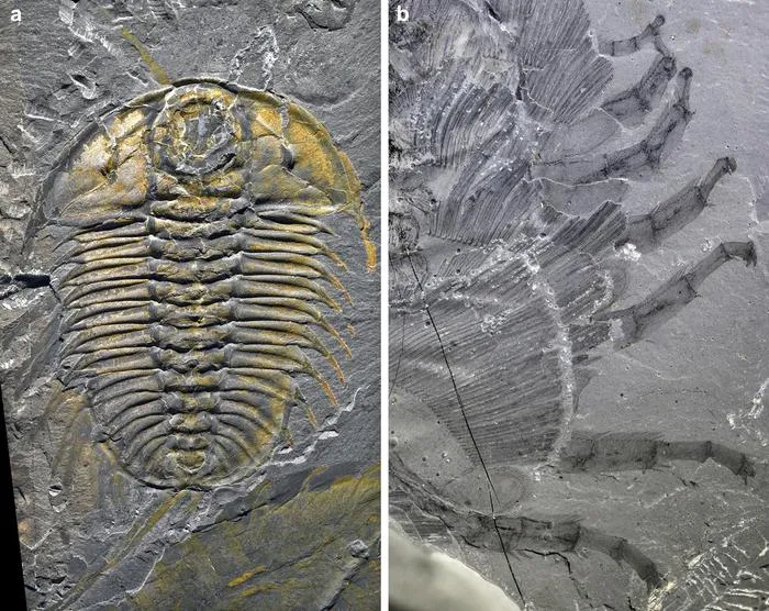 The trilobite Olenoides serratus with preserved limbs from the Burgess Shale.