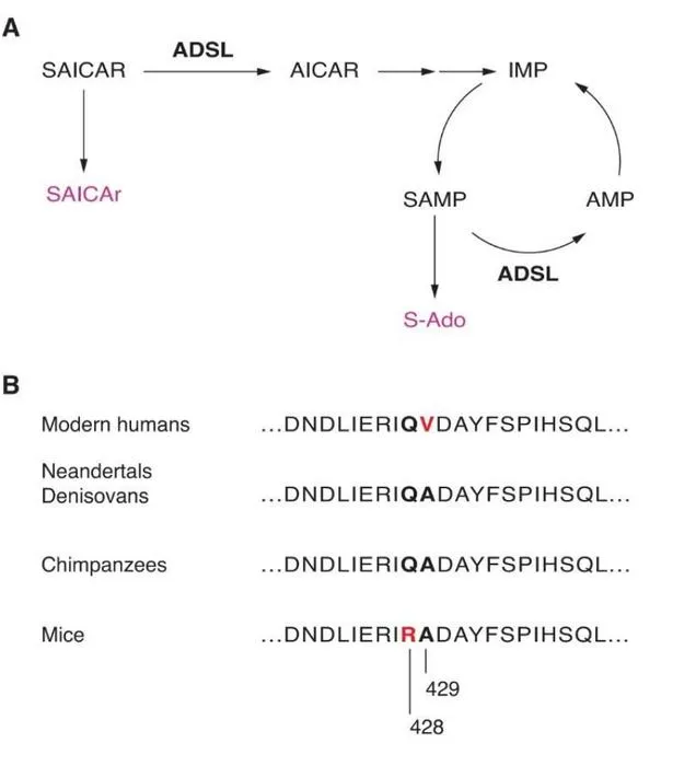 ADSL enzymatic activities and protein sequences