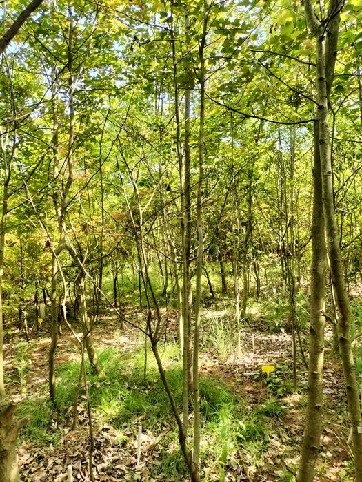 Biodiversity: Putuo experimental site interior