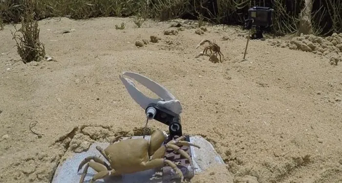 Wavy Dave and a fiddler crab waving their claws