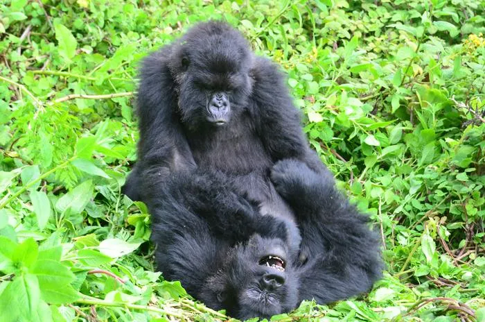Two subadult female gorillas play together in Volcanoes National Park, Rwanda