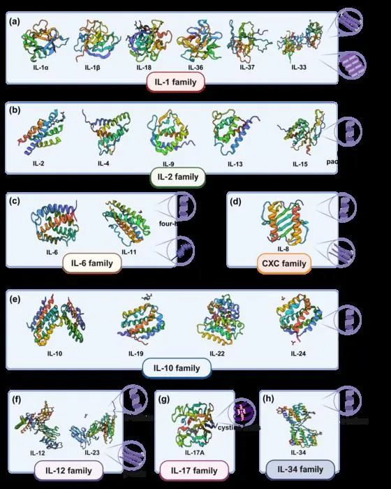 ‌Figure 1. Three-Dimensional Structural Characteristics of Interleukins (ILs)