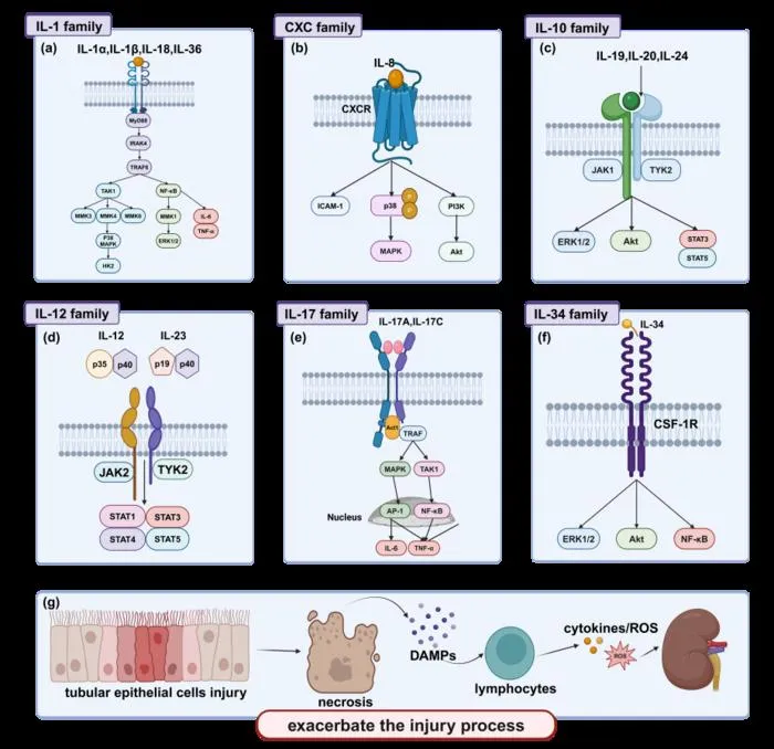 Figure 2. Mechanisms of Interleukins (ILs) in Exacerbating AKI Progression