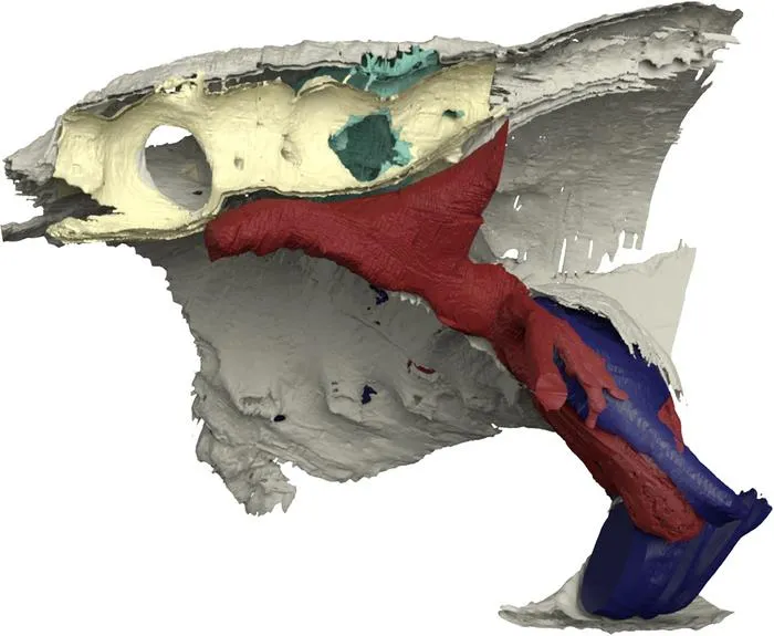 Norselaspis - cut-away view