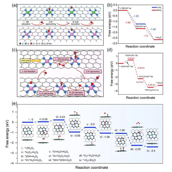 Catalytic mechanism of CuMn-CDs in scavenging reactive oxygen species