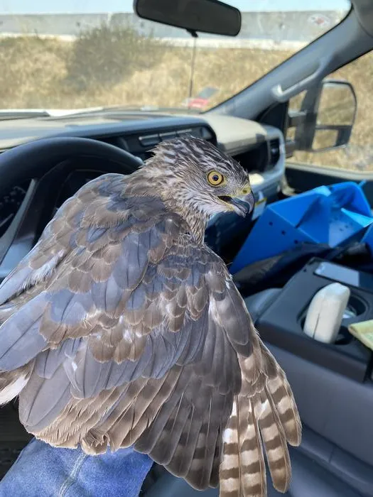 Second-year Cooper's Hawk, LA Airport