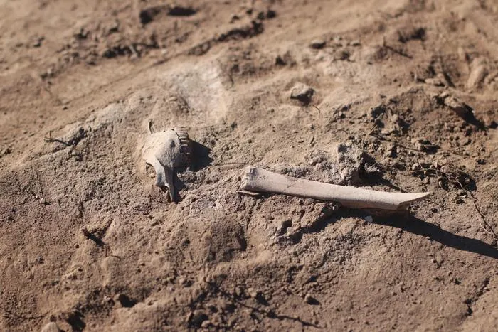 Archaeological sheep bones