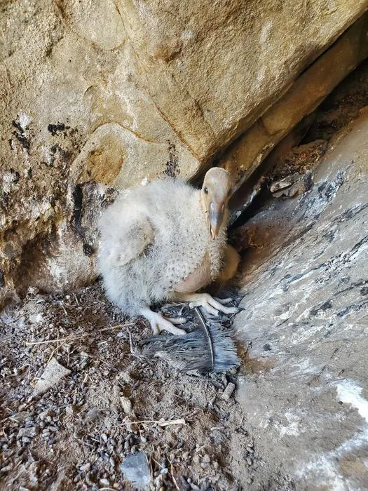 Five-week-old Condor Chick, California