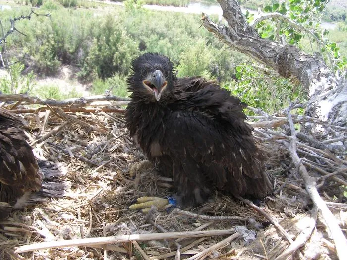 Nestling Bald Eagle