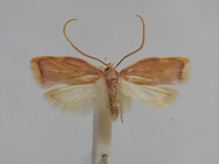 Male of Ingrid Maria´s carcina