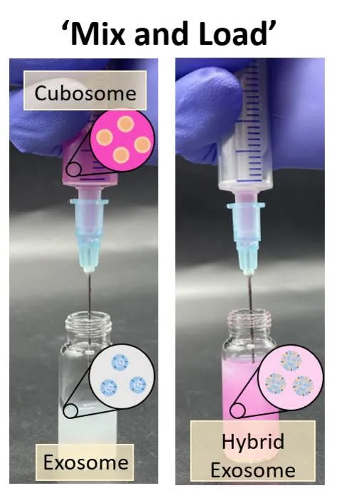 [Figure 1] Drug Loading via Simple Mixing of Cubosomes and Exosomes