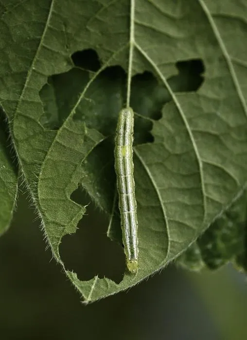 Soybean looper herbivory
