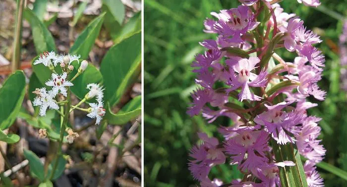 Buckbean and orchid