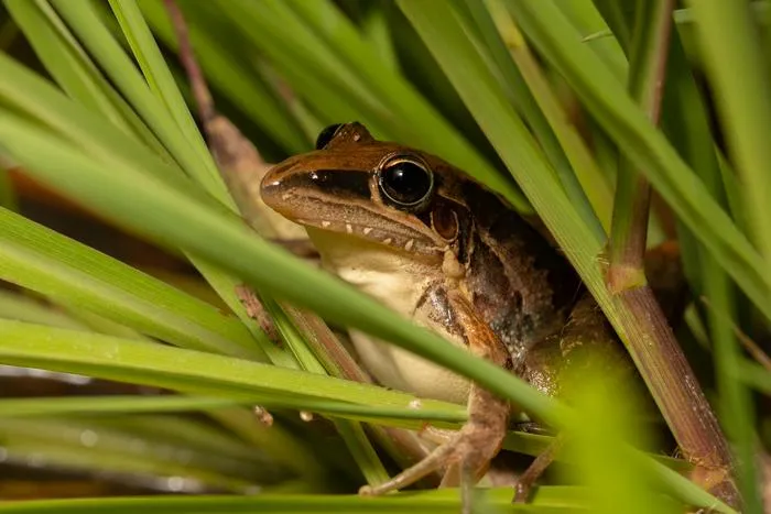 Litoria nasuta (Striped Rocket Frog)