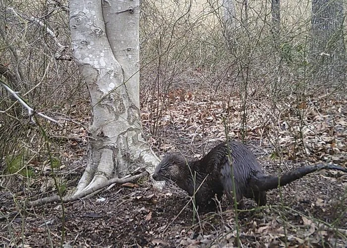 SERC Otter
