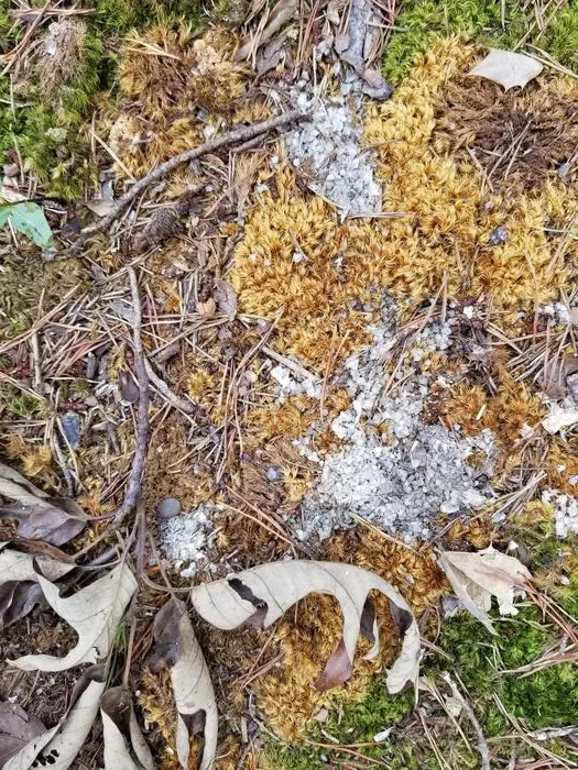 Scat on Moss
