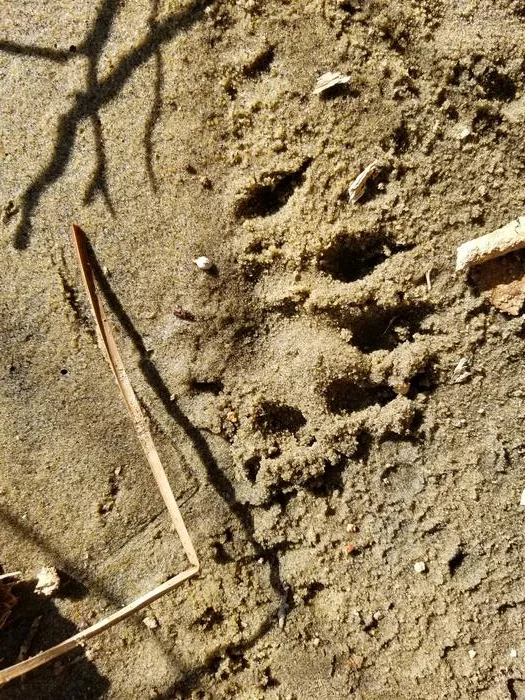 Otter track