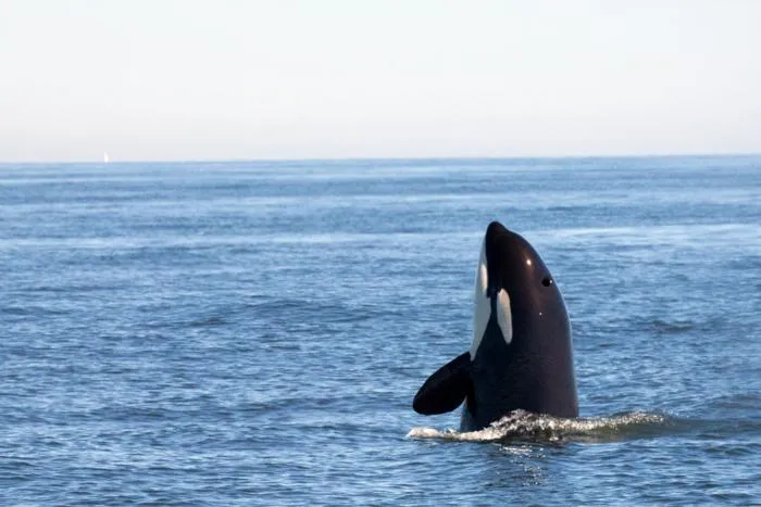 Killer whale