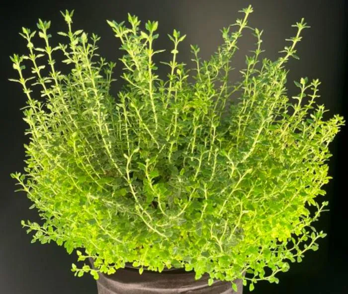 Germander plant