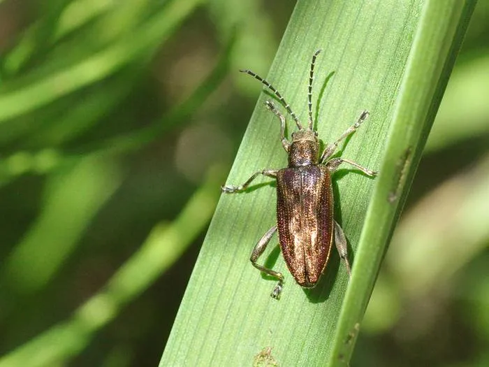 Reed beetle Donacia marginata
