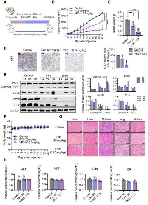 Anti-tumor effects of YK01 on U87-MG xenograft mouse models.