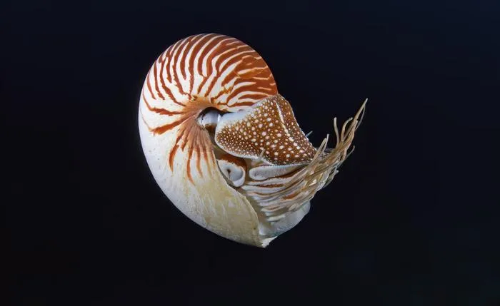 Nautilus pompilius
