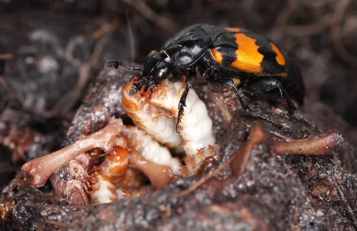 Attentive Parenting in Burying Beetles