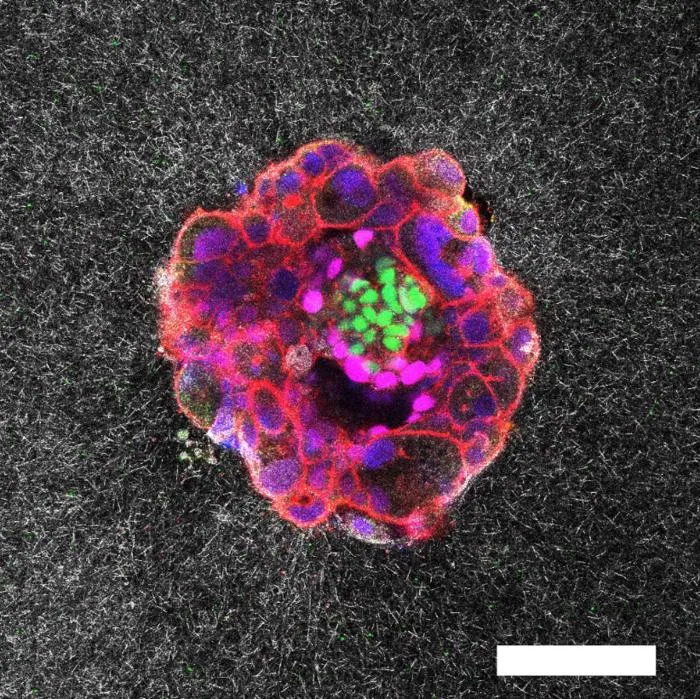 Human embryo confocal image