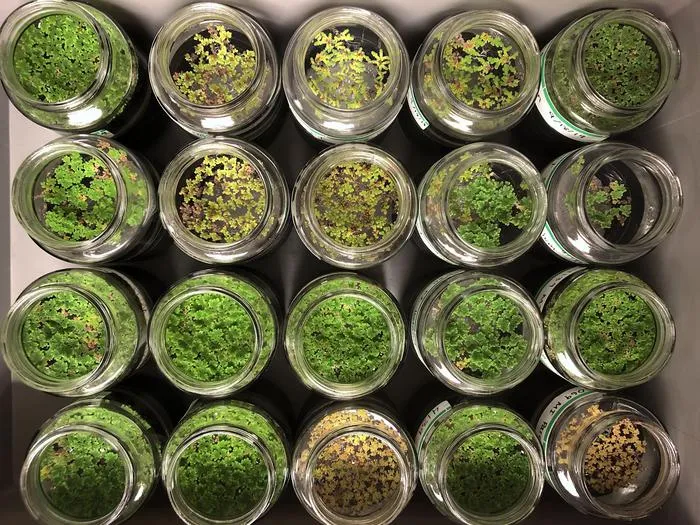 Azolla ferns in the lab